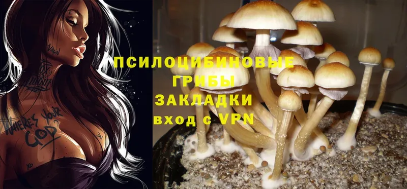 Псилоцибиновые грибы Cubensis  Тюкалинск 